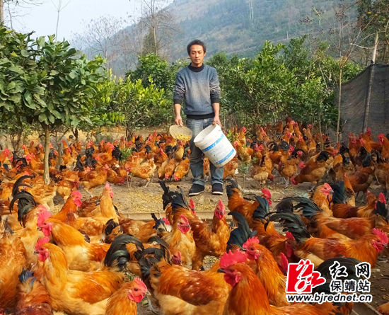 湖南保靖县：返乡农民工散养土鸡托起致富梦