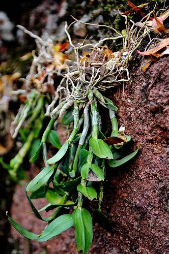 4月22日在江西铅山县汪二镇仙人寨景区拍摄的种植在悬崖峭壁上的铁皮石斛。
