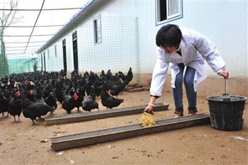 宁夏西吉县：女大学生回乡务农 养鸡种菜与众不同