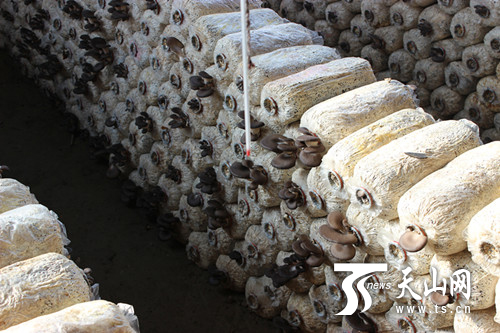 新疆兵团十师一八六团职工投资3万多元种植大棚蘑菇致富
