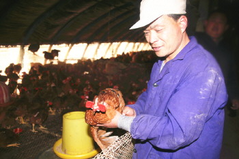 山东定陶县康庄人养鸡有一套公鸡戴上“红眼镜”