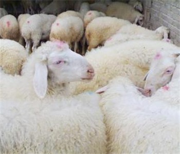 新疆奇台县：领生产母羊 迈向致富路