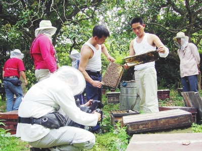 仙游县石苍乡林下养蜂示范基地，采蜜人忙碌的情景。