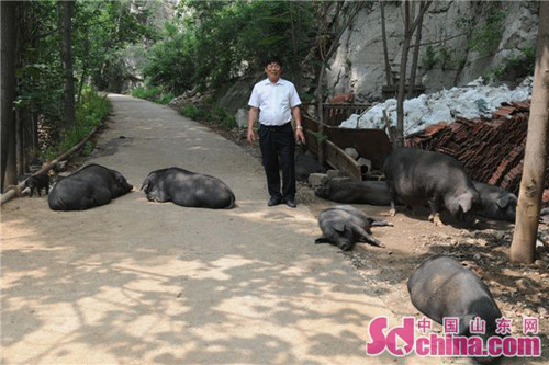 山东西河镇：山沟里的藏香猪“致富经”