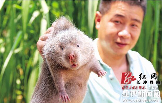 湖南长沙县福临镇：养400多只竹鼠 挣了20余万元
