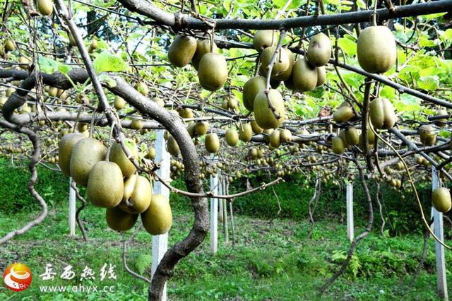 安徽岳西县：丰收！2亩猕猴桃收入近10万