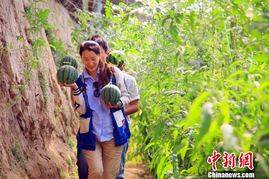 五一假期，游客在董月强的大棚采摘西瓜，满载而归。