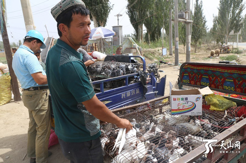 莎车县佰什坎特镇的巴扎（集市）上，吐尔孙尼亚孜·斯迪克正在销售鸽子。