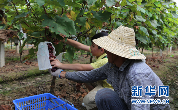 湖北武汉：农民刘萍的葡萄致富人生