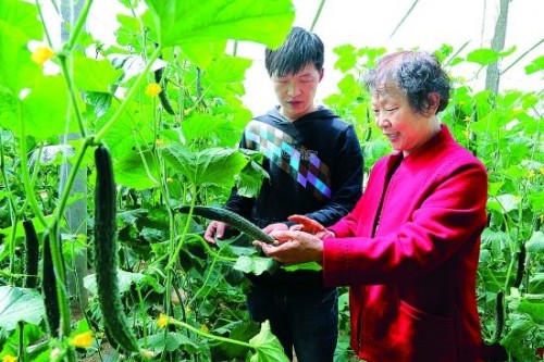 陕西25岁青年刘晓飞：开着私家车到蔬菜大棚里种瓜