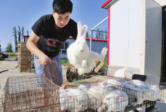 图为某饭店负责人前来挑选购买夫妇俩养殖的肉兔。
