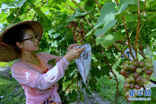 安徽吴义方的红心猕猴桃在国内位于顶尖水平