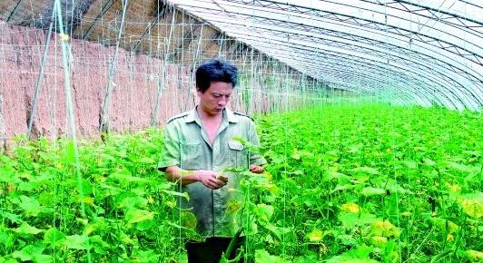 河南湖滨区：种植蔬菜 发家致富