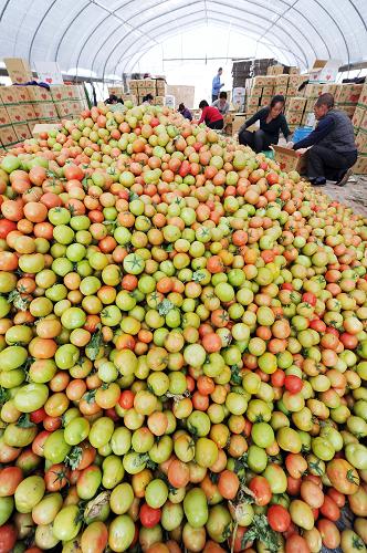 9月4日，在宁夏西吉县华林设施农业基地内，农户将刚摘下的番茄打包装箱，准备运往外地。