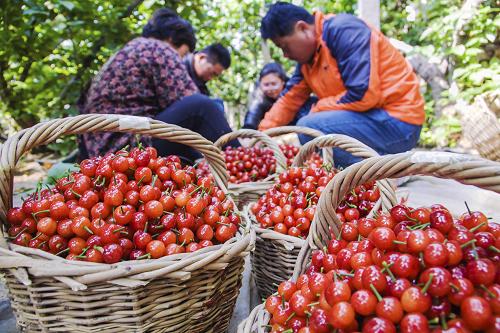 3月16日，游客在山东省枣庄市水泉镇赵岭村农民的果棚里购买樱桃。