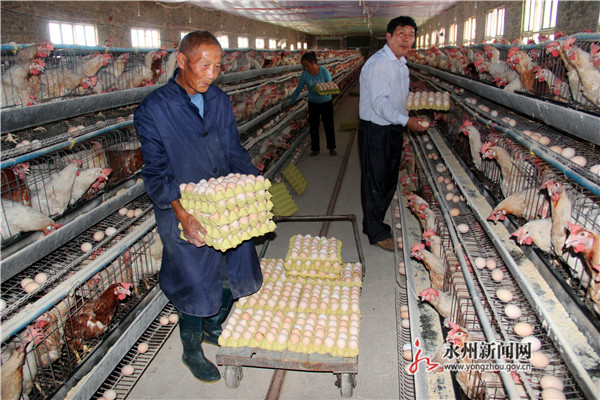 湖南永州市：颜向来养蛋鸡帮扶致富