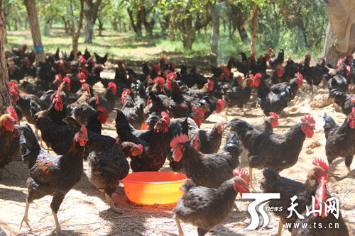 牙哈镇绿色果园散养场里养殖的土鸡