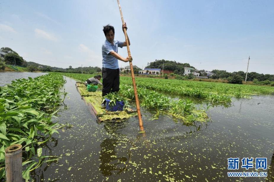 6月8日，傅珍检采摘水培蔬菜。