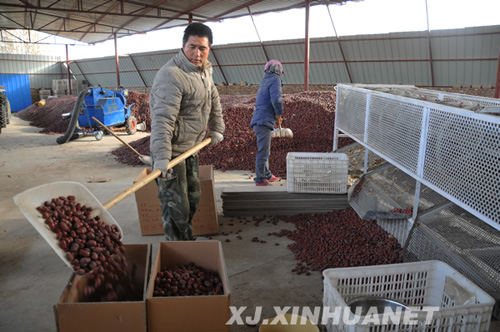 11月26日，一名工人在郭安志的红枣种植园将红枣装箱。