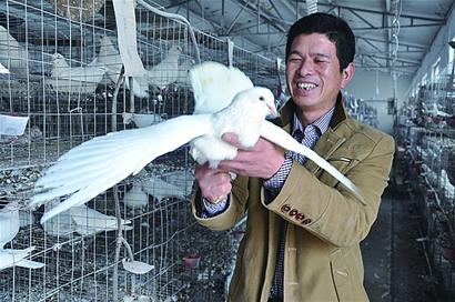 山东胶州：夫妇靠养鸽致富 每年利润达到百万元