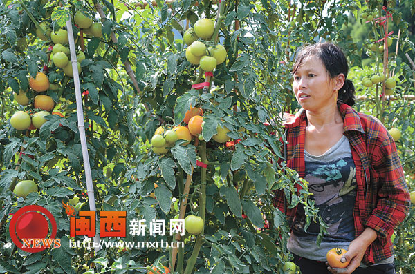 福建龙岩新罗江山村民种高山反季节蔬菜 上半年产值200多万