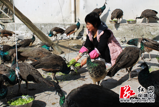 杨秀芝忙着给孔雀喂食。