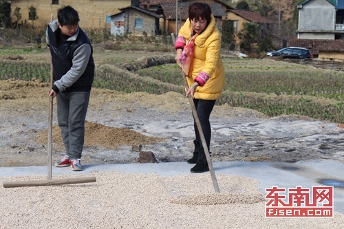 福建南平市东坑村：小山村种出“大”薏米2