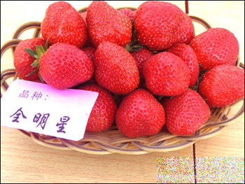 葡萄草莓立体栽 致富脑筋要常开