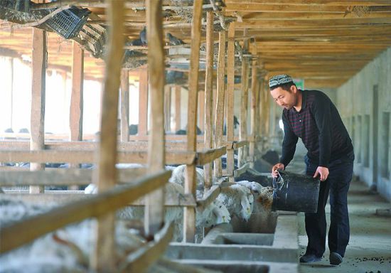 新疆策勒县：阿不力克木科学养殖带领村民致富