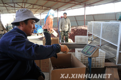 11月26日，一名工人在郭安志的红枣种植园将红枣定量过称。