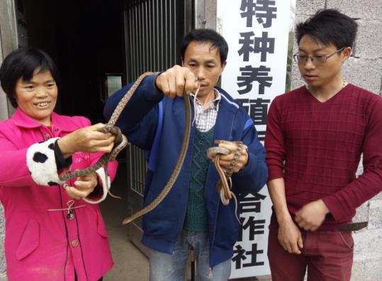 湖南慈利县：“蛇司令”胡昌汉的致富经