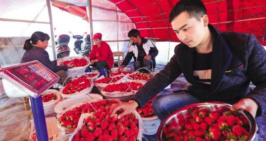春节将至，安徽省庐江县汤池镇返乡创业大学生张杰在自己的大棚里采摘（分拣）新鲜草莓。