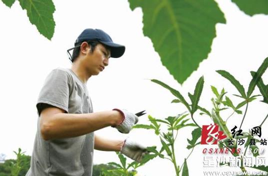 长沙县开慧镇青年回乡建西式农场 开通网络渠道卖农产品