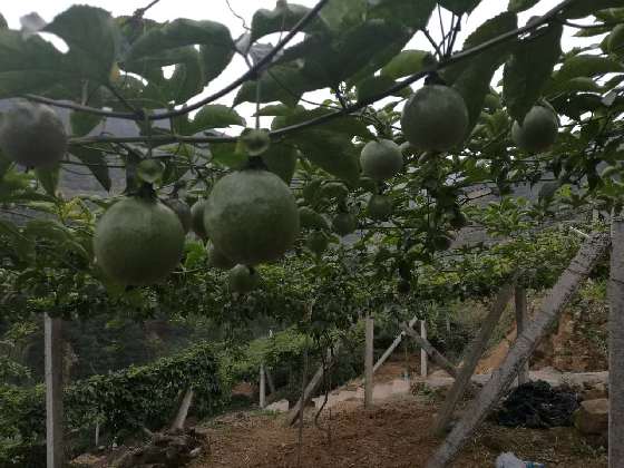 下白石镇通湾洋村民夫妻自主创办果农场致富