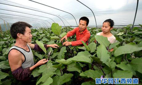 “信息快餐”助农民鼓起钱袋