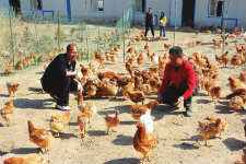 小学教师白得志20万元工资办养鸡场 带动农民致富