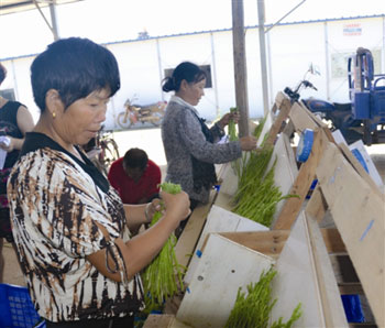西湖穗丰芦笋种植农民专业合作社的成员正忙着切割、整理芦笋。