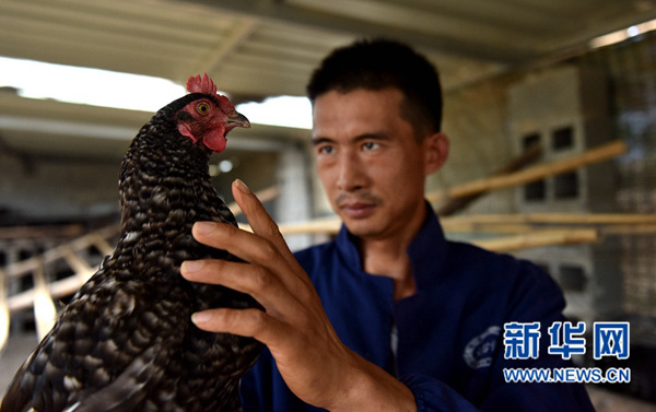 7月13日，樊中阳在观察品种鸡生长情况。