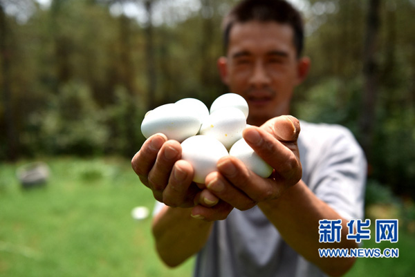 7月13日，樊中阳展示收获的鸡蛋