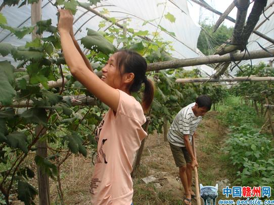 江西安远县铁丰村：“最美葡萄妹”和她的一个家