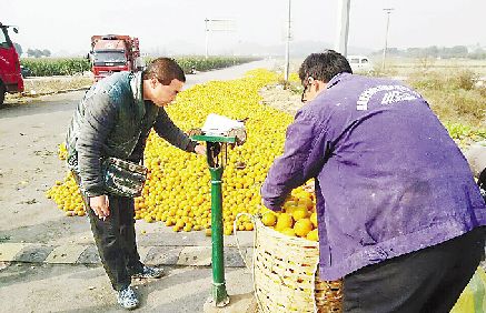 安徽黄湾镇：种了30年桔子 今年绝对是丰收年