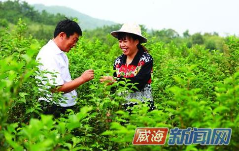 下岗女工李芳包下200亩荒山 满坡板栗硕果累累