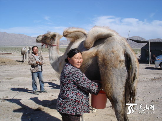新疆和硕牧民销售骆驼奶促增收