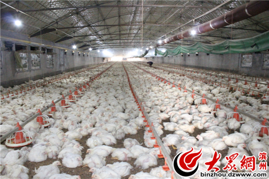 自就业下岗女工走上现代化肉鸡养殖创业致富路