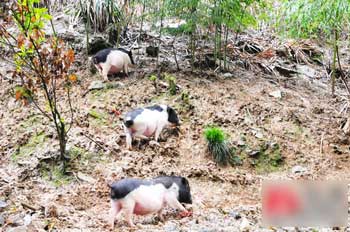 在山上找食的五脚猪