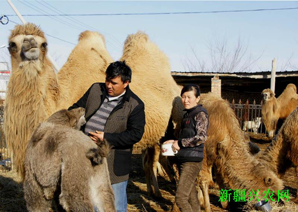 新疆裕民县吉也克镇牧民养殖骆驼走上致富路
