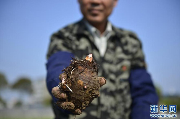 胡国华展示他培育的能长芋芽的特别品种的芋母（3月25日摄）。