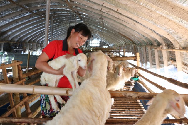 庐江30多岁农家妇女成脱贫致富“领头羊”