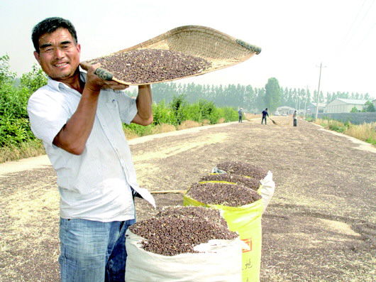 山东曹县：研究黑小麦20年 让农民喜增收