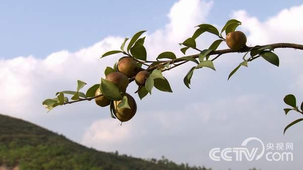 福建长汀县：断臂“铁人”兰林金的荒山变形记4